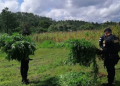PNC erradica plantación de marihuana valorada en más de Q1.6 millones en Santa Lucía la Reforma
