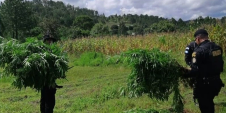 PNC erradica plantación de marihuana valorada en más de Q1.6 millones en Santa Lucía la Reforma