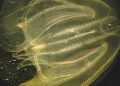 ¿Podrán las personas rejuvenecer como la medusa inmortal?