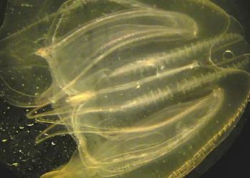 ¿Podrán las personas rejuvenecer como la medusa inmortal?