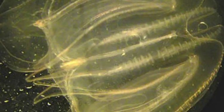 ¿Podrán las personas rejuvenecer como la medusa inmortal?