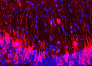 Por primera vez un animal logra explorar su entorno con los sentidos de otro