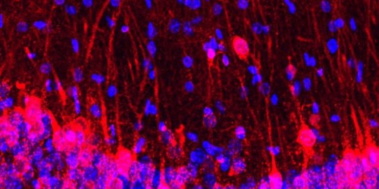 Por primera vez un animal logra explorar su entorno con los sentidos de otro