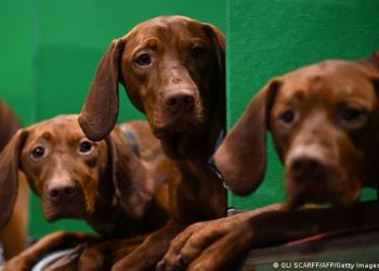 Por qué los perros tienen cerebros cada vez más grandes