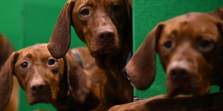 Por qué los perros tienen cerebros cada vez más grandes