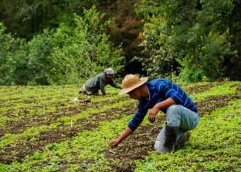 Presentan iniciativa en busca de garantizar fertilizantes y seguridad alimentaria