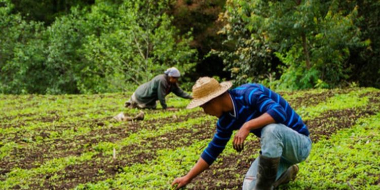 Presentan iniciativa en busca de garantizar fertilizantes y seguridad alimentaria