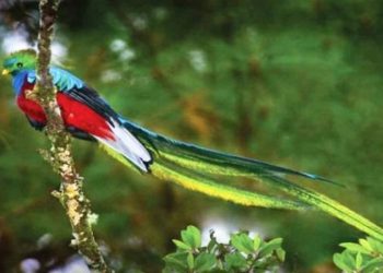 Presentan plan para la conservación de la flora y fauna en el paí­s