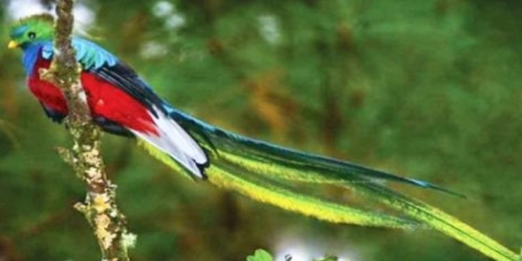 Presentan plan para la conservación de la flora y fauna en el paí­s