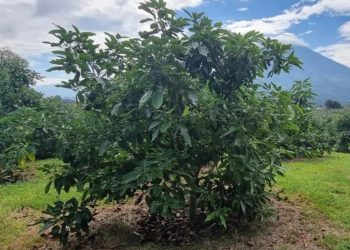 Primeros envíos de aguacate Hass guatemalteco hacia Estados Unidos comenzarán en enero