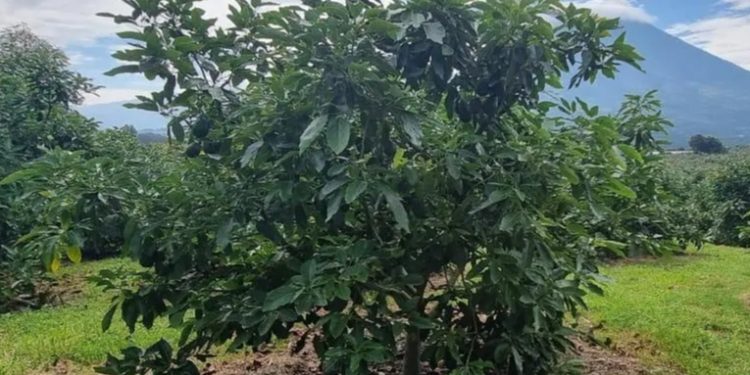 Primeros envíos de aguacate Hass guatemalteco hacia Estados Unidos comenzarán en enero