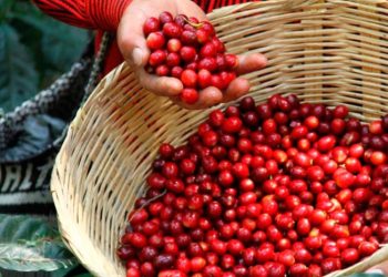 Productividad del cultivo de café mejora en Huehuetenango y Santa Rosa