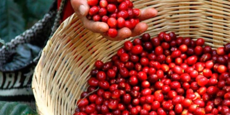 Productividad del cultivo de café mejora en Huehuetenango y Santa Rosa
