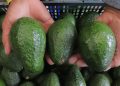 Productores de aguacate apuntan a conquistar nuevos mercados en el extranjero