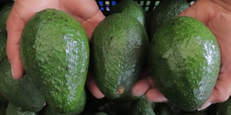 Productores de aguacate apuntan a conquistar nuevos mercados en el extranjero