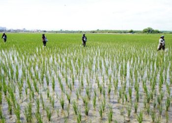 Productores de Arroz afirman que áreas de cultivos se mantienen inundadas luego del paso de Julia