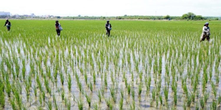 Productores de Arroz afirman que áreas de cultivos se mantienen inundadas luego del paso de Julia