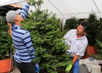 Productores de Pinabete del Altiplano Exhiben Creaciones en Zona 13