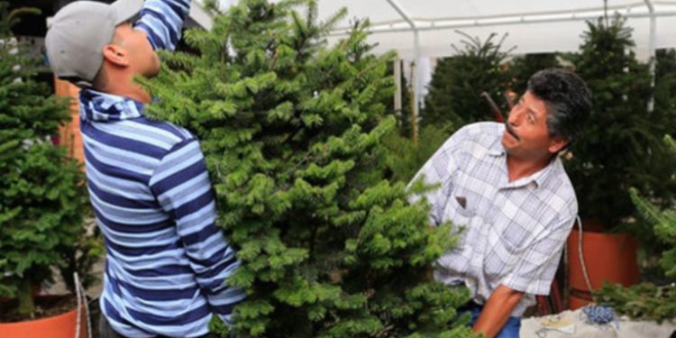 Productores de Pinabete del Altiplano Exhiben Creaciones en Zona 13