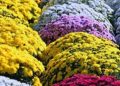 Productores y vendedores de flores preocupados por bajas ventas a horas del día de todos los santos