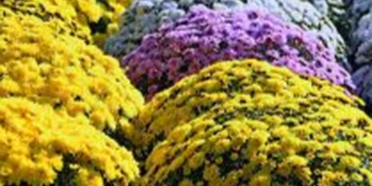Productores y vendedores de flores preocupados por bajas ventas a horas del día de todos los santos