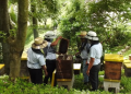 Promueven crianza de abejas sin aguijón en el paí­s