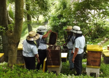 Promueven crianza de abejas sin aguijón en el paí­s