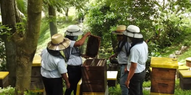 Promueven crianza de abejas sin aguijón en el país