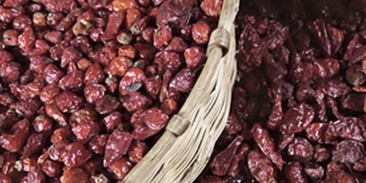 Promueven cultivo de chile Cobanero en Petén