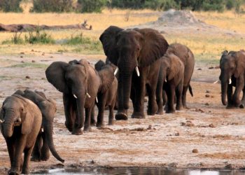 Proyecto en ífrica amenaza la vida de 130.000 elefantes