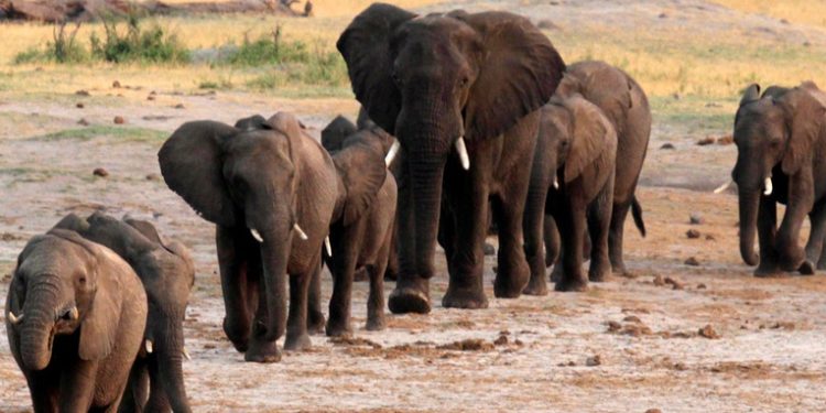 Proyecto en ífrica amenaza la vida de 130.000 elefantes