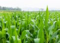 Proyecto 'Nuestra Cosecha' fomenta a la agricultura familiar