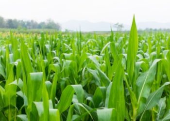 Proyecto 'Nuestra Cosecha' fomenta a la agricultura familiar