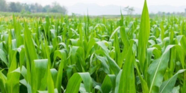 Proyecto 'Nuestra Cosecha' fomenta a la agricultura familiar