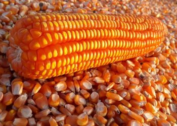 Publican acuerdo que autoriza importación de arroz y maí­z blanco para consumo sin pago de aranceles
