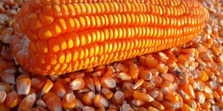 Publican acuerdo que autoriza importación de arroz y maíz blanco para consumo sin pago de aranceles