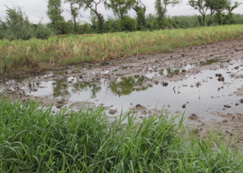 Reactivación agrí­cola en algunas regiones podrí­a tardar entre 6 meses a un año