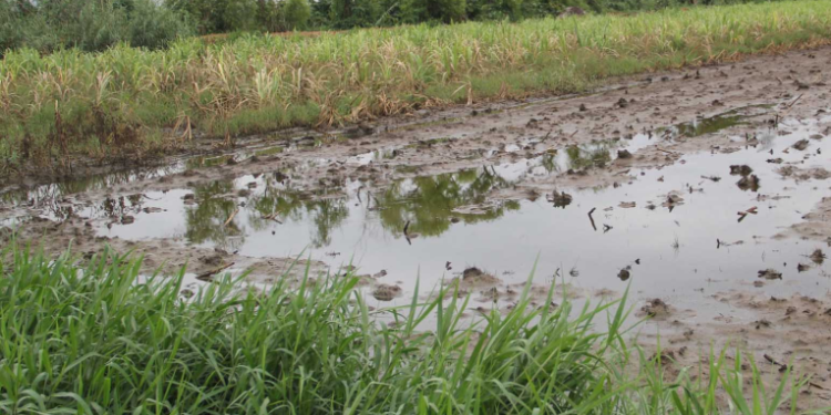 Reactivación agrí­cola en algunas regiones podrí­a tardar entre 6 meses a un año