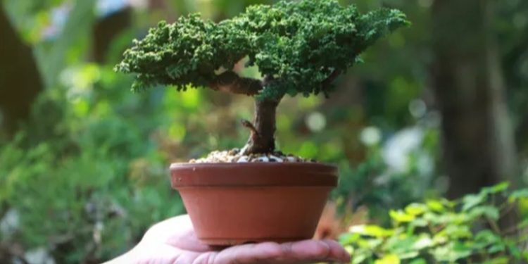 Realizarán exposición de Bonsái en la Avenida de las Américas