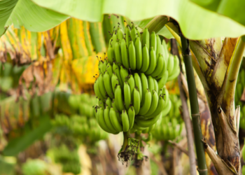 Refuerzan medidas fitosanitarias para evitar contaminación de banano y plátano por hongo
