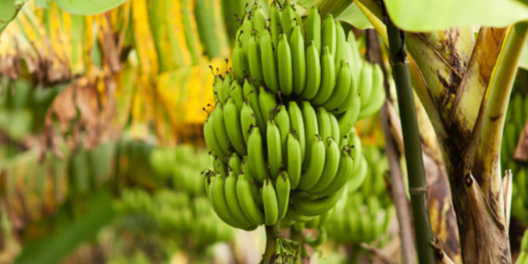 Refuerzan medidas fitosanitarias para evitar contaminación de banano y plátano por hongo