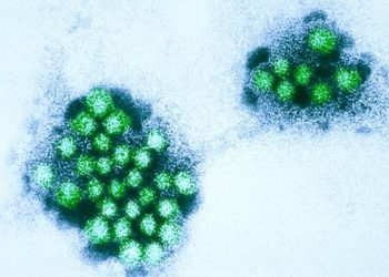 Reportan brote de norovirus en Reino Unido