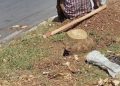 Reportan otra tala ilegal de árboles en la zona 1 capital