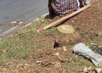 Reportan otra tala ilegal de árboles en la zona 1 capital