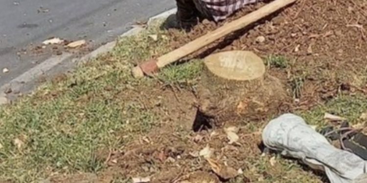 Reportan otra tala ilegal de árboles en la zona 1 capital