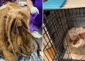 Rescatan a un perro cubierto por más de 3 kilos de pelo que le impedían caminar y acusan al dueño de crueldad animal