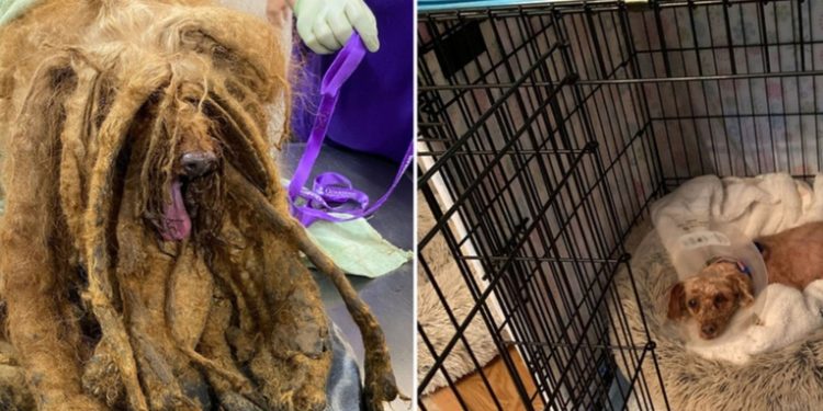 Rescatan a un perro cubierto por más de 3 kilos de pelo que le impedían caminar y acusan al dueño de crueldad animal