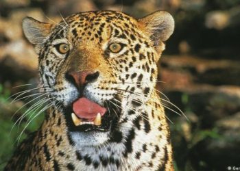Rescatan docena de felinos maltratados en â€œreservaâ€ de Ciudad de México