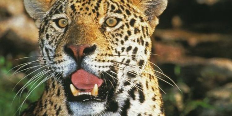 Rescatan docena de felinos maltratados en â€œreservaâ€ de Ciudad de México