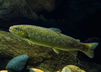 Residuos farmacéuticos provocan adicciones y otras alteraciones en animales